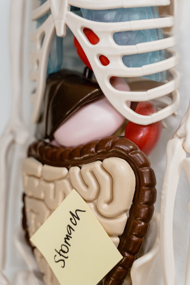 Physiology